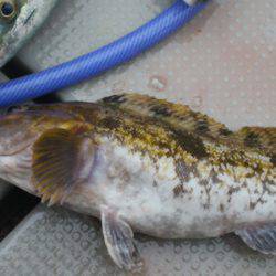 ブルドック 釣果