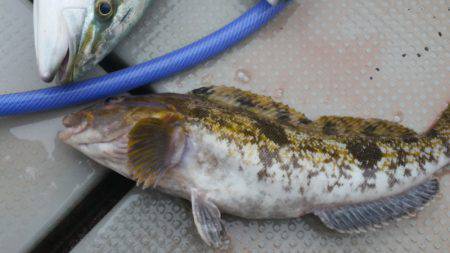 ブルドック 釣果