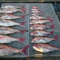 ARCADIAⅡ (アルカディアⅡ) 釣果