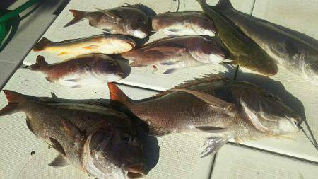 タイラバ遊漁船 ワンピース 釣果