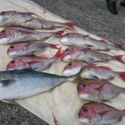 だて丸 釣果