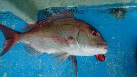 だて丸 釣果
