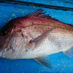 だて丸 釣果
