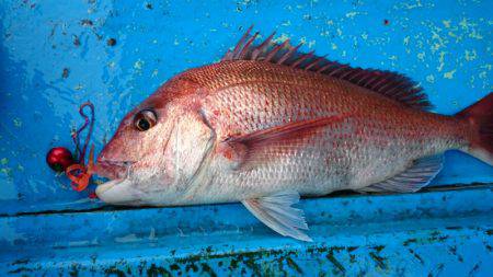 だて丸 釣果