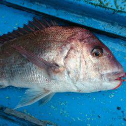 だて丸 釣果
