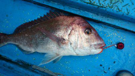 だて丸 釣果