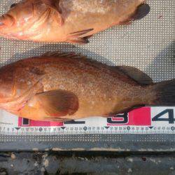 FISHING RISKY 釣果