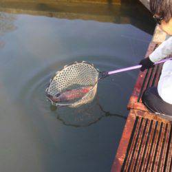 つりぼりあかし 釣果
