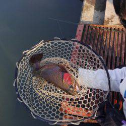 つりぼりあかし 釣果