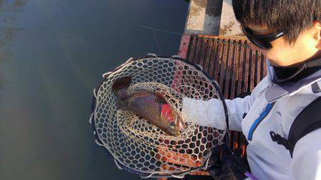 つりぼりあかし 釣果