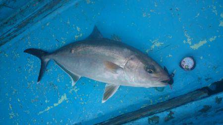 だて丸 釣果