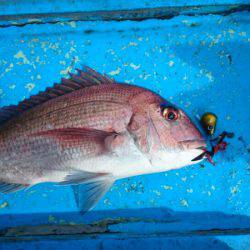 だて丸 釣果