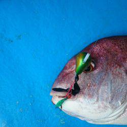 だて丸 釣果