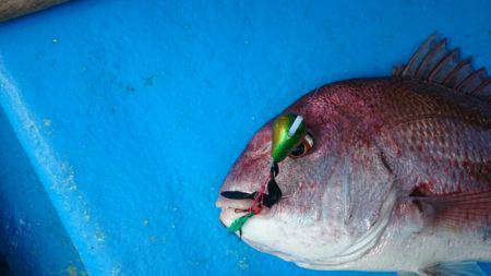 だて丸 釣果