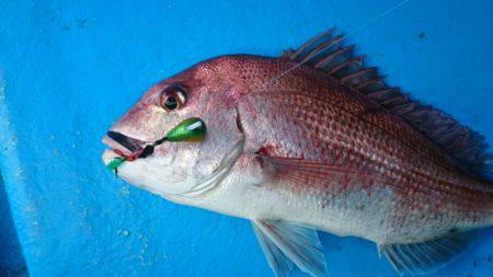 だて丸 釣果