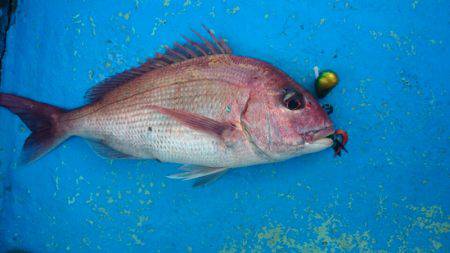 だて丸 釣果