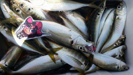 金沢八景鴨下丸 釣果