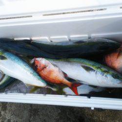 ブルドック 釣果