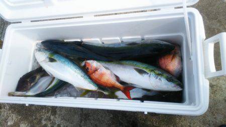 ブルドック 釣果