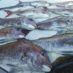 タイラバ遊漁船 ワンピース 釣果