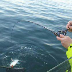 タイラバ遊漁船 ワンピース 釣果