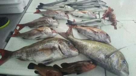 タイラバ遊漁船 ワンピース 釣果