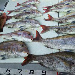 タイラバ遊漁船 ワンピース 釣果