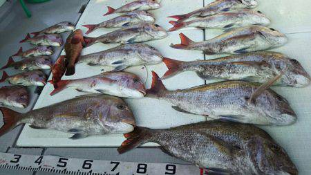 タイラバ遊漁船 ワンピース 釣果