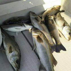 タイラバ遊漁船 ワンピース 釣果