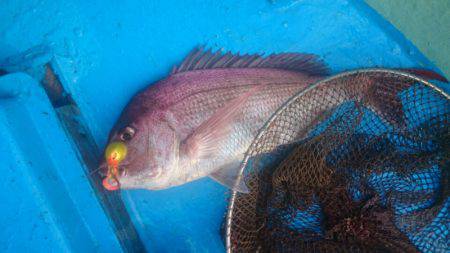 だて丸 釣果