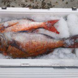 ブルドック 釣果