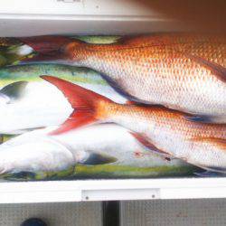 ブルドック 釣果