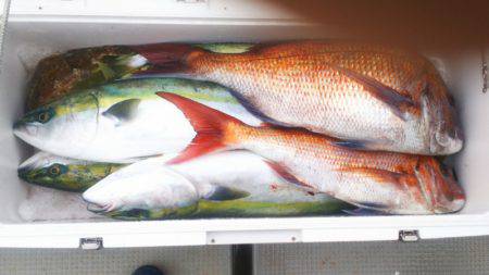 ブルドック 釣果