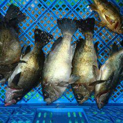小島丸 釣果