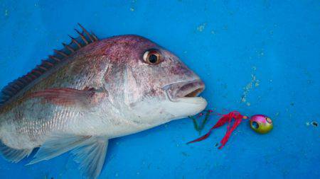 だて丸 釣果