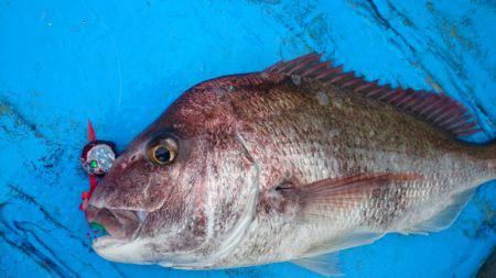 だて丸 釣果