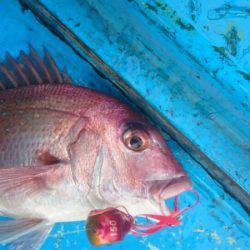 だて丸 釣果
