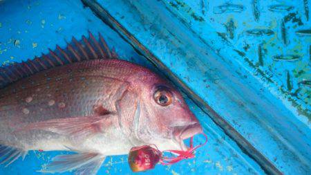 だて丸 釣果