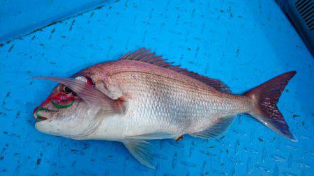だて丸 釣果
