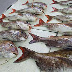 タイラバ遊漁船 ワンピース 釣果