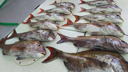 タイラバ遊漁船 ワンピース 釣果