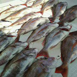 タイラバ遊漁船 ワンピース 釣果