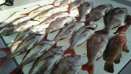 タイラバ遊漁船 ワンピース 釣果