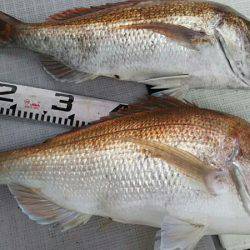 タイラバ遊漁船 ワンピース 釣果