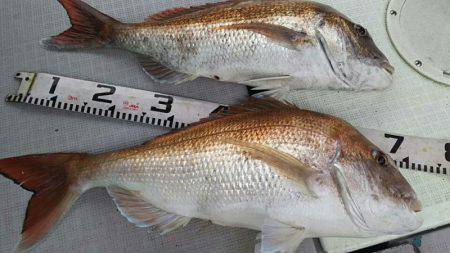 タイラバ遊漁船 ワンピース 釣果