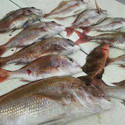 タイラバ遊漁船 ワンピース 釣果