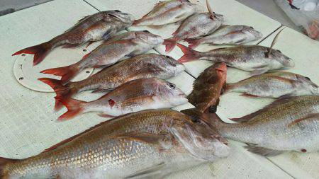 タイラバ遊漁船 ワンピース 釣果