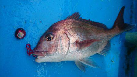 だて丸 釣果