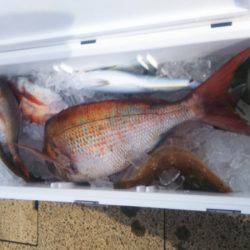 ブルドック 釣果