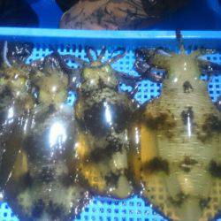 第三共栄丸 釣果